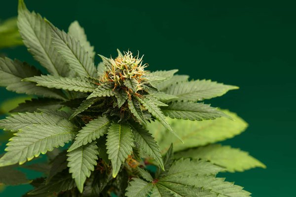 Fleurs de cannabidiol : laquelle utiliser pour profiter des bienfaits de ce produit ?